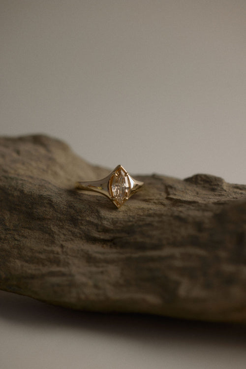 Eddy || Champagne Marquise